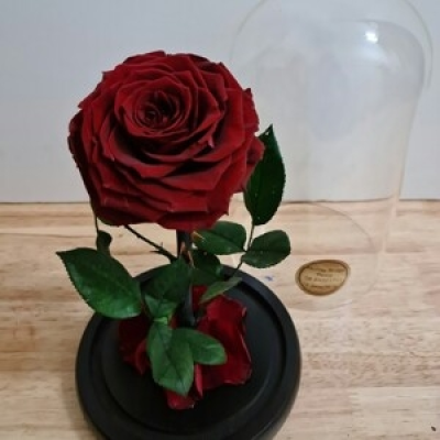 Red Preserved Rose - A gorgeous preserved rose presented in a glass dome, lasting up to 2 years without any special care. The perfect gift for your loved one.