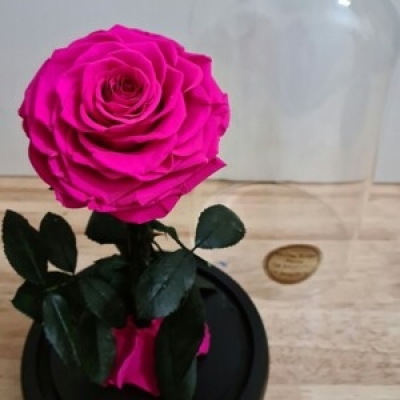 Pink Preserved Rose - A gorgeous preserved rose presented in a glass dome, lasting up to 2 years without any special care. The perfect gift for your loved one.