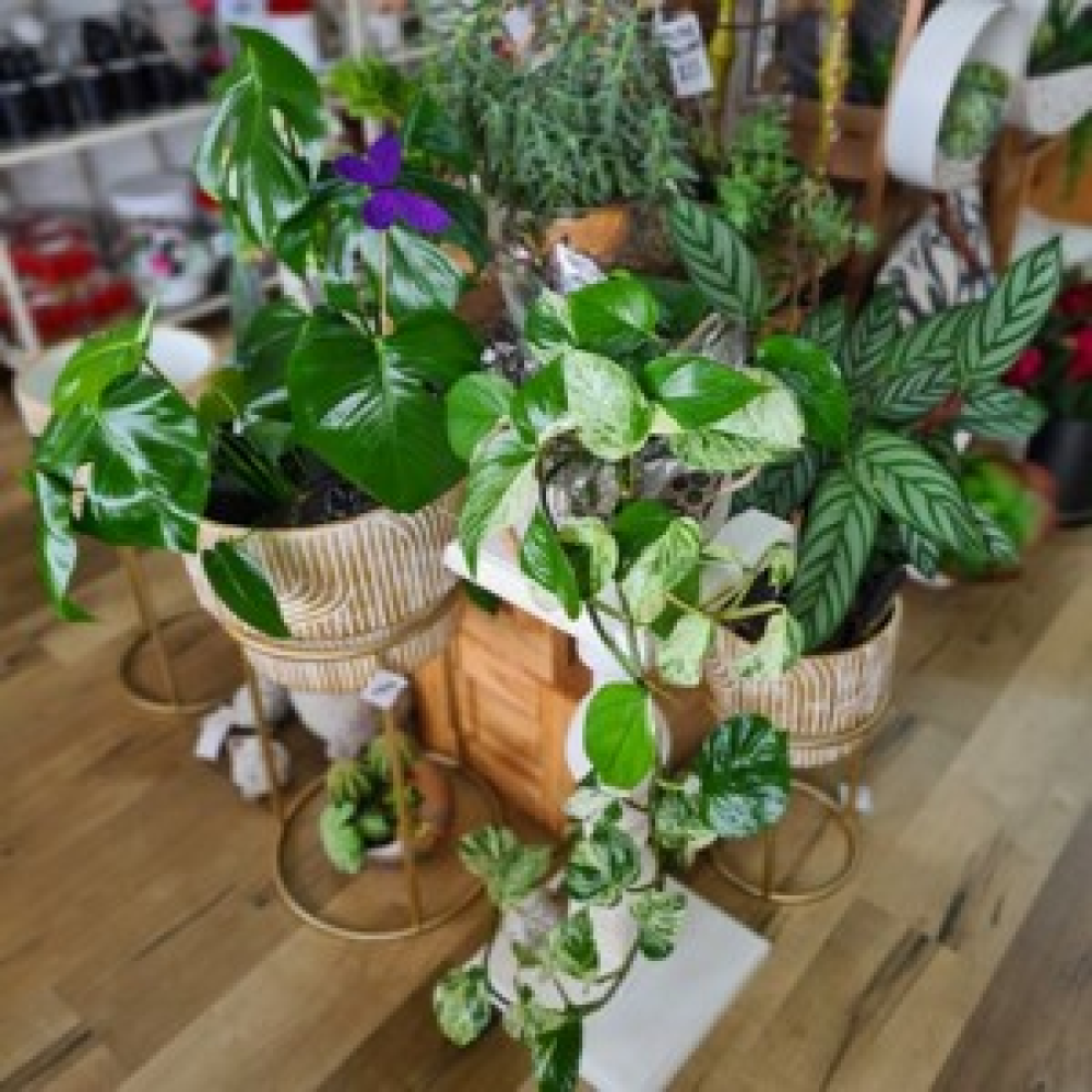 Florist Choice - Fresh Plant