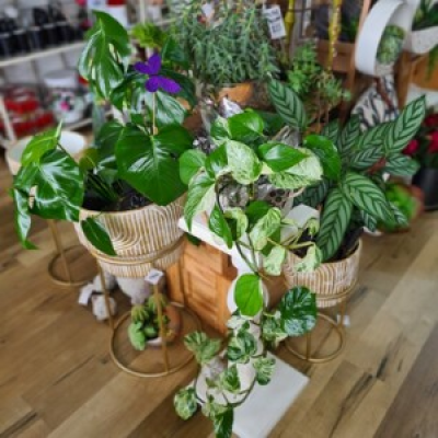 Florist Choice - Fresh Plant - Freshen up a space with a luscious indoor plant. Our florists will hand pick from the wide range of plants we have instore.