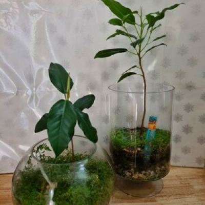 Florist Choice - Terrarium - A fresh terrarium to brighten up the home.