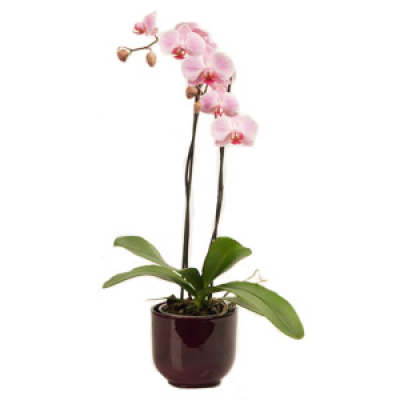 Potted Orchid - 